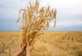 Hands with wheat, in the newly harvested field. Rural economy Royalty Free Stock Photo