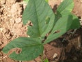 Eaten by caterpillar, soybean leaf