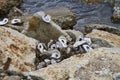 Eaten Oyster Shells at Lake Pontchartrain 2