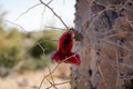 A Saguaro fruit hanging in thorny thistle Royalty Free Stock Photo