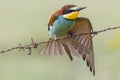 Eater European or common -eater ( Merops apiaster )