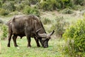 Eating - African Buffalo Syncerus caffer Royalty Free Stock Photo