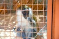 Eating African Vervet Monkey - Chlorocebus aethiops - The grivet Chlorocebus aethiops, also known as African green monkey and sa Royalty Free Stock Photo