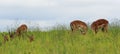 Eating Antelopes, Safari park in South Africa Royalty Free Stock Photo