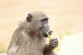 Eating baboon on safari in Krugerpark in South Africa Royalty Free Stock Photo