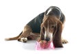 Eating basset hound Royalty Free Stock Photo