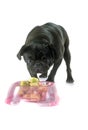 Eating black pug Royalty Free Stock Photo