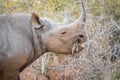 Eating Black rhino in the Kruger. Royalty Free Stock Photo