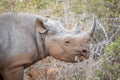 Eating Black rhino in the Kruger. Royalty Free Stock Photo