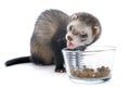 Eating brown ferret Royalty Free Stock Photo