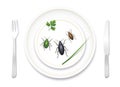Eat Bugs Insects Beetles Food Dish Plate Meal Royalty Free Stock Photo