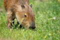 Eating capibara