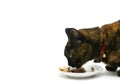 Eating cat Royalty Free Stock Photo