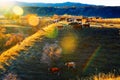 The eating cattle on the hillside sunset Royalty Free Stock Photo