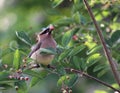 Eating Cedar Waxwing Royalty Free Stock Photo