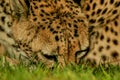 Eating Cheetah