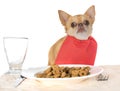 Eating chihuahua in studio Royalty Free Stock Photo
