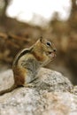 Eating Chip Munk Royalty Free Stock Photo
