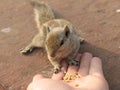 Eating chipmunk Royalty Free Stock Photo