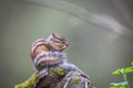 The eating chipmunk Royalty Free Stock Photo
