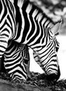 Eating closely Zebras in black and white