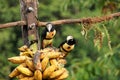 Eating Collared Aracari - Costa Rica Royalty Free Stock Photo