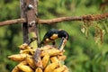 Eating Collared Aracari - Costa Rica Royalty Free Stock Photo