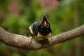 The eating collared aracari toucan Royalty Free Stock Photo