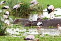 An eating colony of Yellow-billed stork Mycteria ibis between a group of East African hippopotamus H. a. kiboko