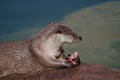 Eating common otter Royalty Free Stock Photo