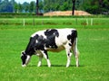 Eating cow Royalty Free Stock Photo