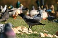 Eating crow - Corvus cornix Royalty Free Stock Photo