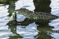 Eating Cuban crocodile Crocodylus Rhombifer is a small species of crocodile endemic to Cuba - Peninsula de Zapata National Park, Royalty Free Stock Photo