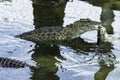 Eating Cuban crocodile Crocodylus Rhombifer is a small species of crocodile endemic to Cuba - Peninsula de Zapata National Park, Royalty Free Stock Photo