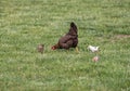 Eating domestic chicken hen with chickens on poultry yard