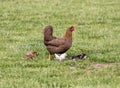 Eating domestic chicken hen with chickens on poultry yard