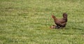 Eating domestic chicken hen with chickens on poultry yard