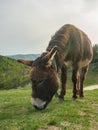 Eating donkey Royalty Free Stock Photo