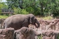 Eating Elephant in Busch Gardens Tampa Bay. Florida. Royalty Free Stock Photo