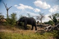 Eating Elephant Royalty Free Stock Photo