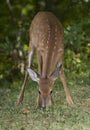 Eating fawn Royalty Free Stock Photo