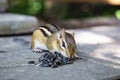 Eating a feast Royalty Free Stock Photo