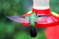 Eating in suspension and flying hummingbird in Costa Rica