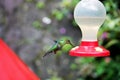 Eating in suspension and flying hummingbird in Costa Rica Nature