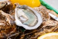 Eating of fresh big raw fine de claires vertes green french oysters from Marennes-Oleron