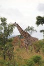 Animals at ruaha national park Royalty Free Stock Photo