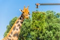 Eating giraffe, Safari Park - Majorca Royalty Free Stock Photo