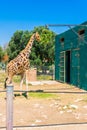 Eating giraffe, Safari Park - Majorca Royalty Free Stock Photo