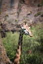 Eating giraffe on safari wild drive Royalty Free Stock Photo