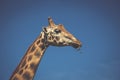 Eating giraffe on safari wild drive Royalty Free Stock Photo